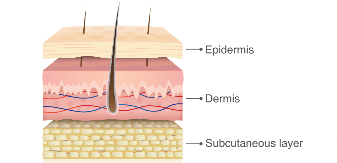 three layers of skin